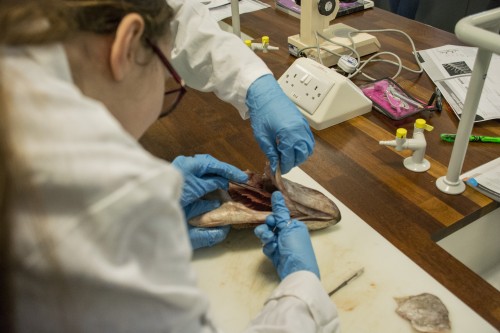 Students dissect the fish