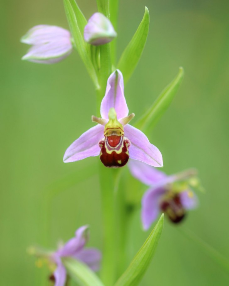 Photo credit: Ethan, St Brendan's student, for the Bee Orchid images featured in this article.