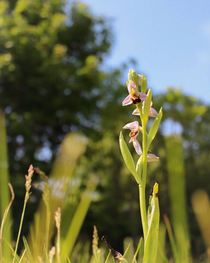 Bee orchid