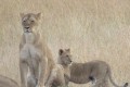 Safari