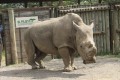 Northern White Rhino 