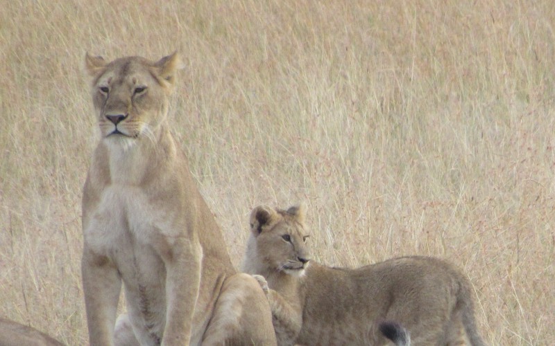 Safari