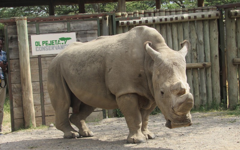 Northern White Rhino 